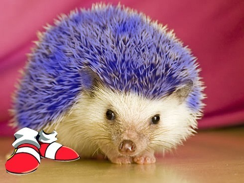 سونيك القنفذ الرائع " معلومات " The-real-sonic-sonic-the-hedgehog-5766536-490-368