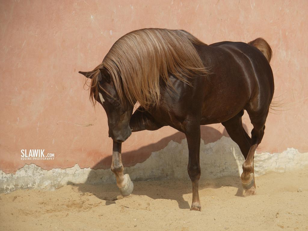 Ivory Herd -- (pick and play) Slawik-horse-wallpapers-horses-6070977-1024-768