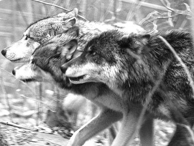RUSSIA NOW Wolf-Pack-wolves-6426149-400-300