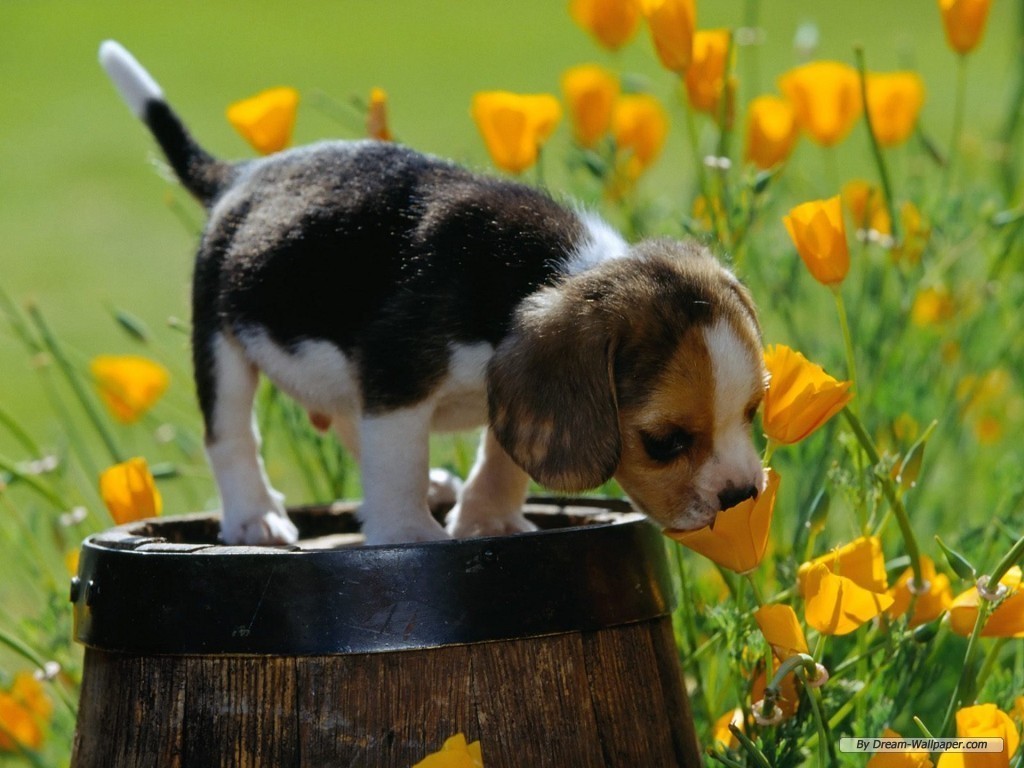 Raza: Beagle Beagle-Wallpaper-dogs-7013941-1024-768