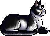 Die WindClan-Chroniken Patchpelt.elder