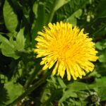 Herbs of the clans Dandelion
