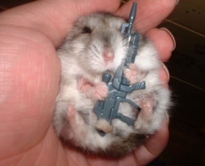 Random Pictures Thread!!! Armed-baby-hamster