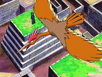 Estrategias 1ª Generación EP515_Fearow