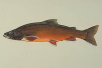 Omble chevalier 208px-Arctic_char