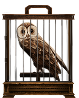 - prices of owls Tawny-owl-lrg