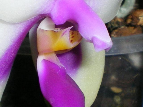 Phalaenopsis bellina Ed037614bc01af8bmed