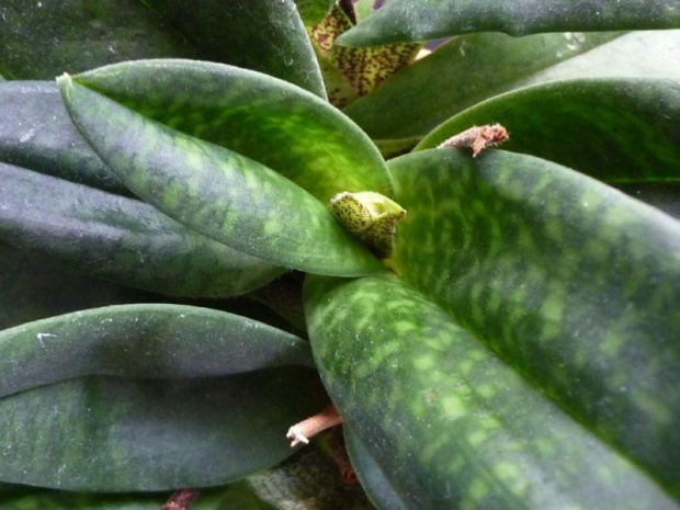 Paphiopedilum Armeni White x emersonii 0454f7dbfe1e3066gen