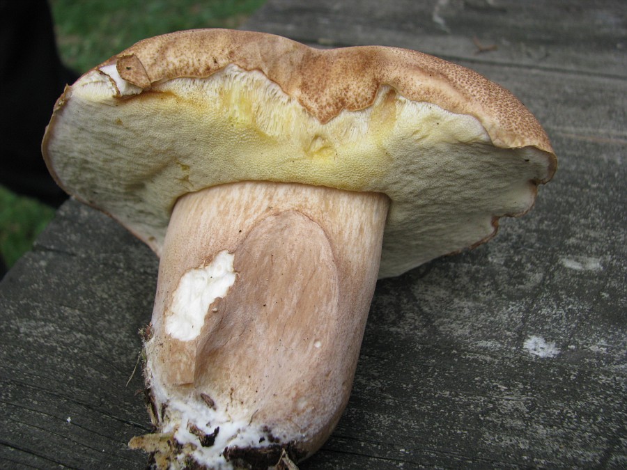 Boletus edulis ??? 20080824049-vi