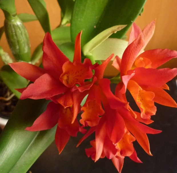 Lc. Rojo x Blc. Fuchs "Orange Nugget" C540abd6b21e4313gen