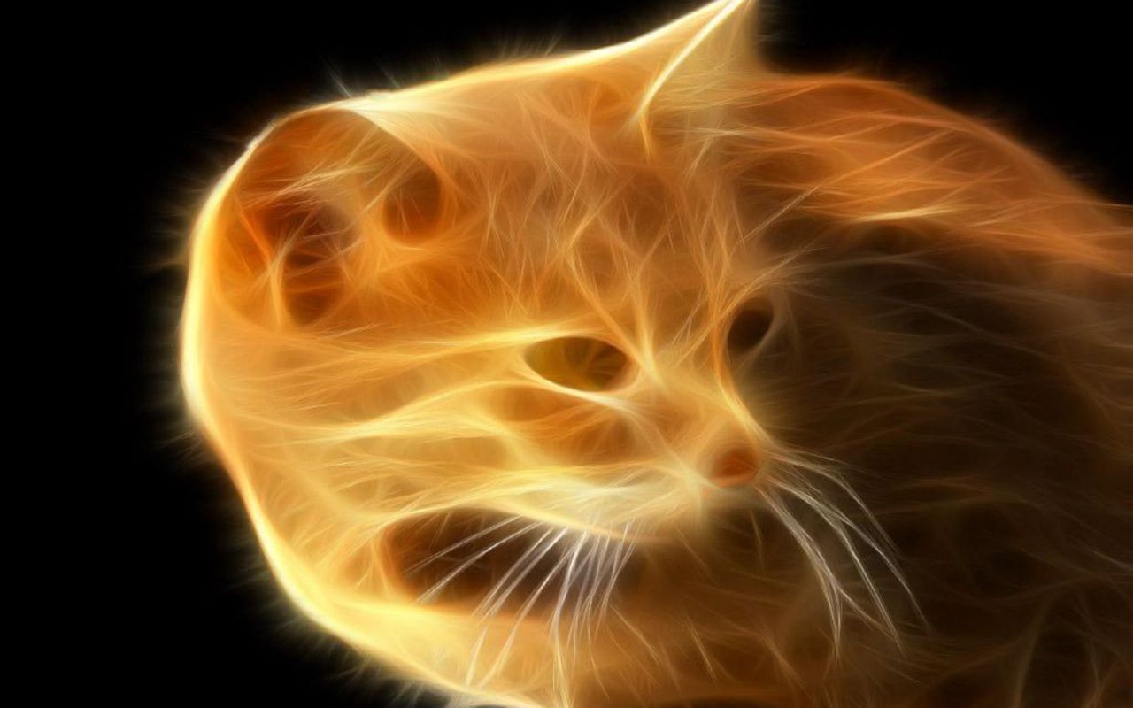 Bilderforum Fire-Cat-cats-16155630-1280-800