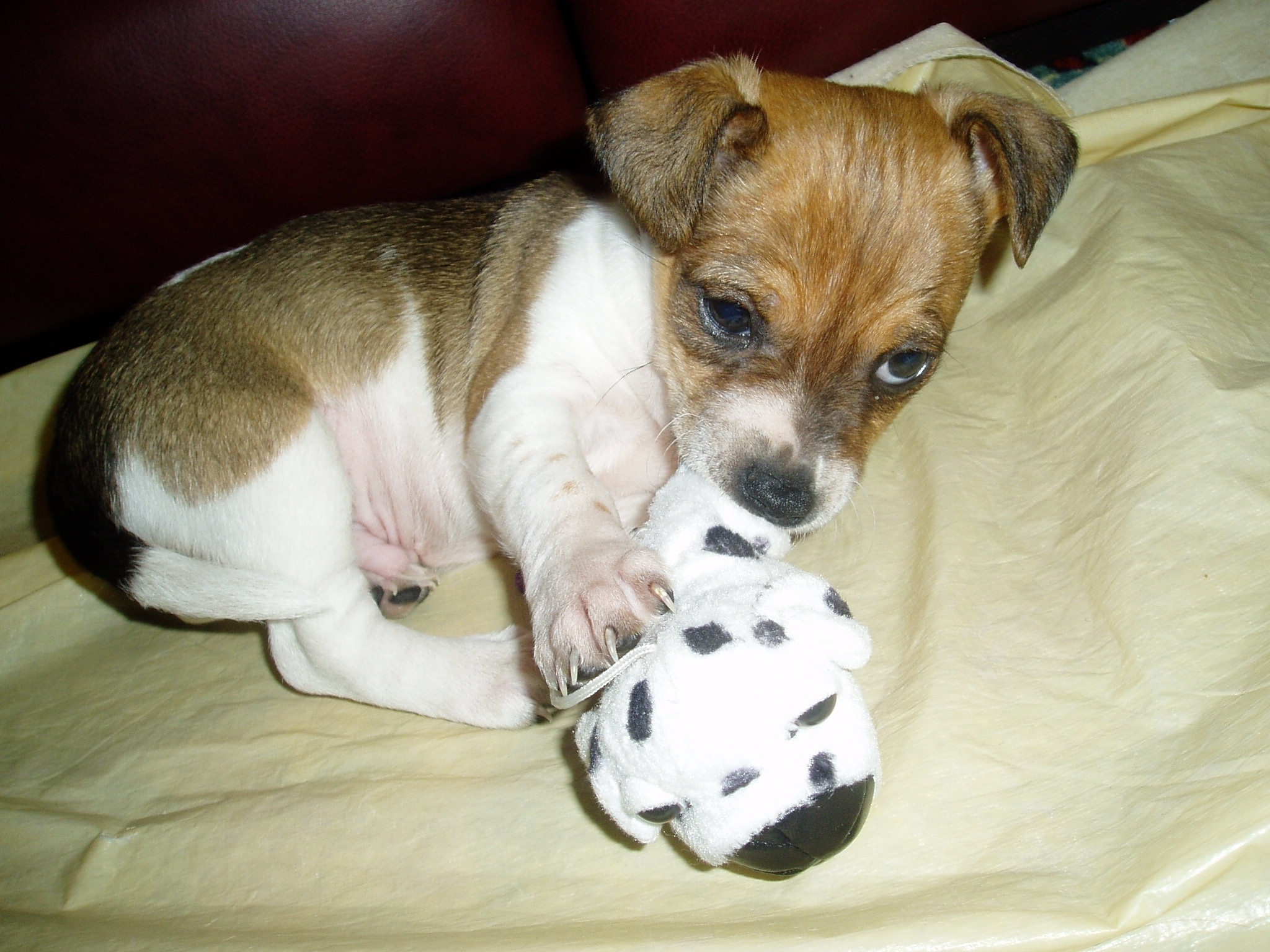 Caskanje forumasice - Page 15 Bolt-my-dog-jack-russell-terriers-17759933-2048-1536