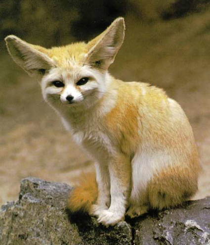 Napi cukiság The-cuteness-that-is-the-fennec-fox-fennec-foxes-19295505-425-495