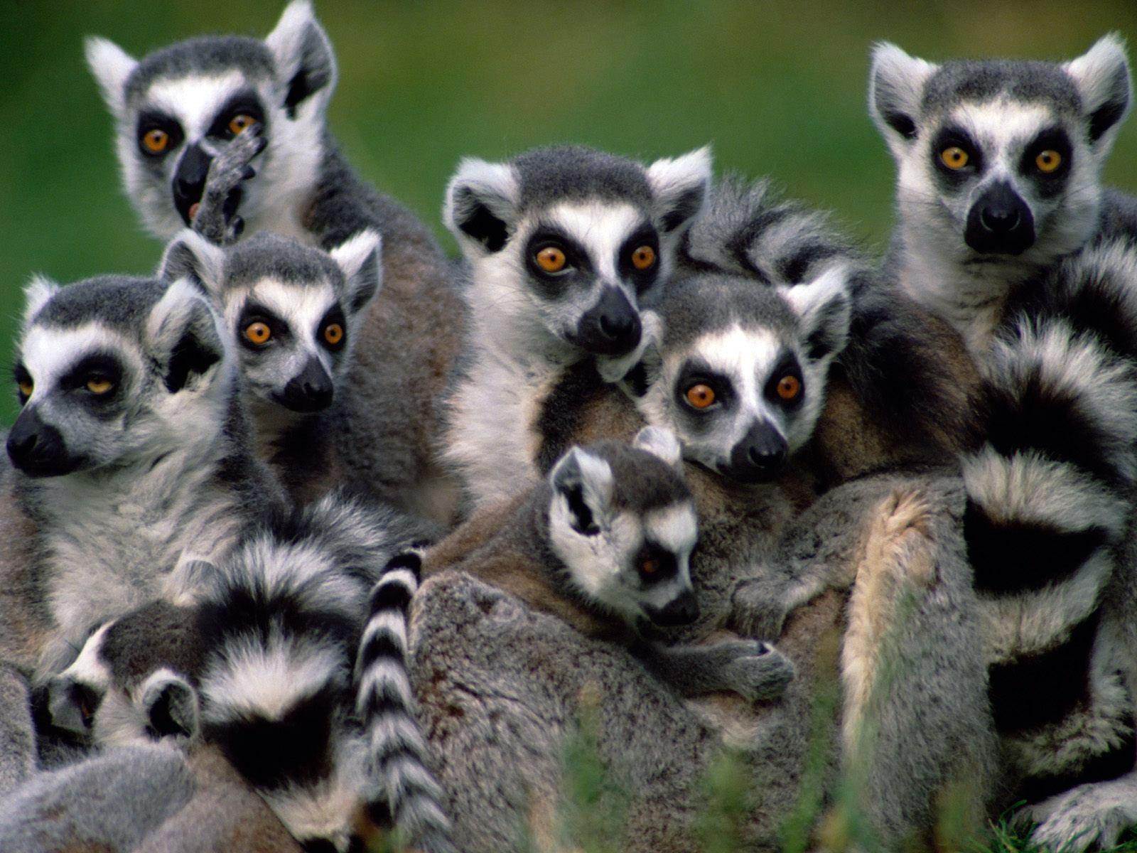 C C N   (( Curiosities & Catastrophies News   )) - Page 35 Madagascar-Lemurs-lemurs-24113851-1600-1200