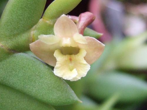 VƯỜN LAN ĐÀO VIÊN Dendrobium_acinaciforme