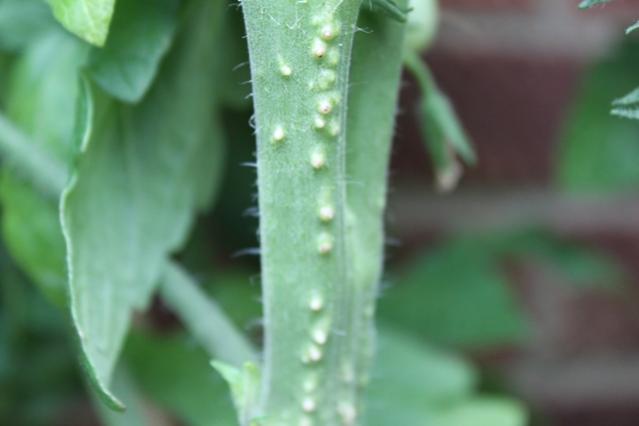 Is it possible to start tomato plants from a cutting Tomato_Stem_Primordia