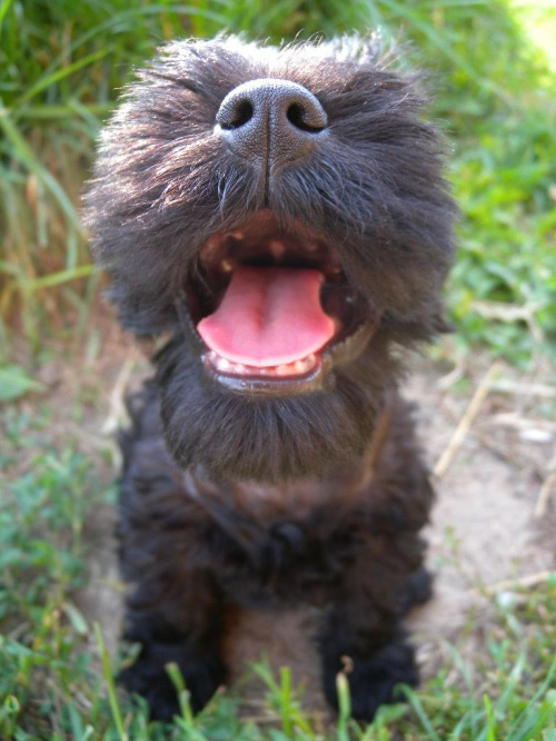 black, black&silver and salt&pepper puppies ;) A443829a0bb27affmed