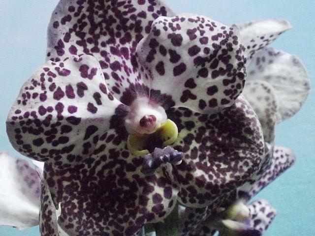 Vanda Black Magic 8254cb9749ee3e6d