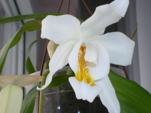 Coelogyne cristata 2dcbacc1ac767e7emed