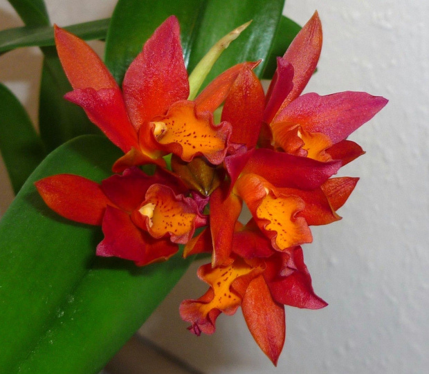 Lc. Rojo x Blc. Fuchs "Orange Nugget" E675f491abae58eagen