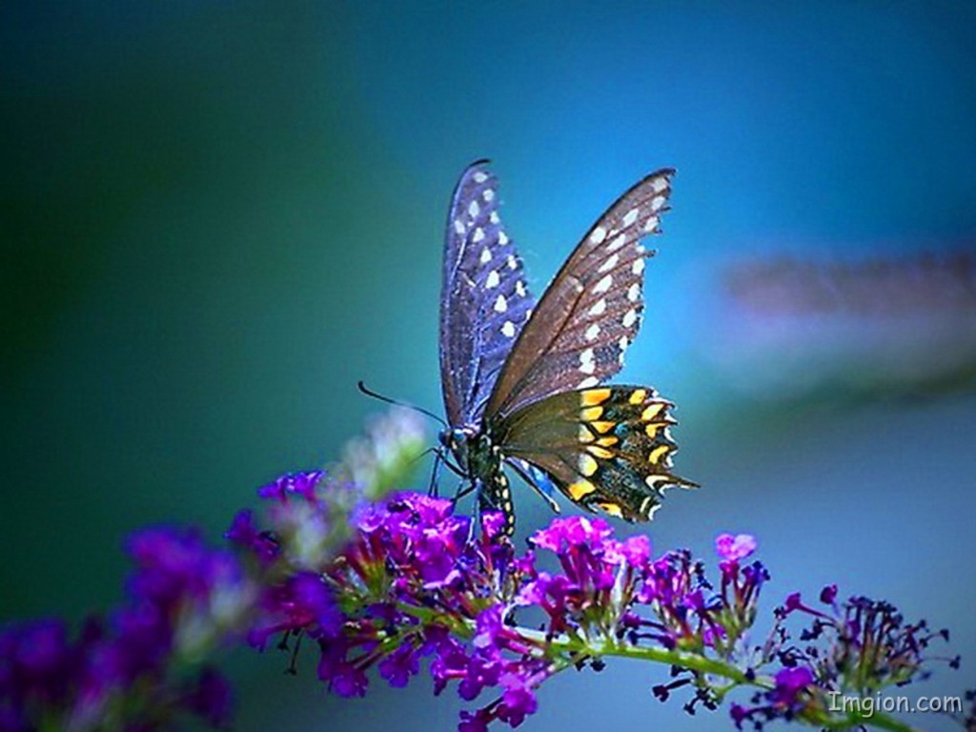 *** LAS MARIPOSAS DEL RINCON DE ENERI *** - Página 6 470417