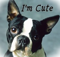 Off Topic >> Let's Get Glam ♫ ♪ - Página 13 Boston-Terrier-icon-dogs-26443918-200-191