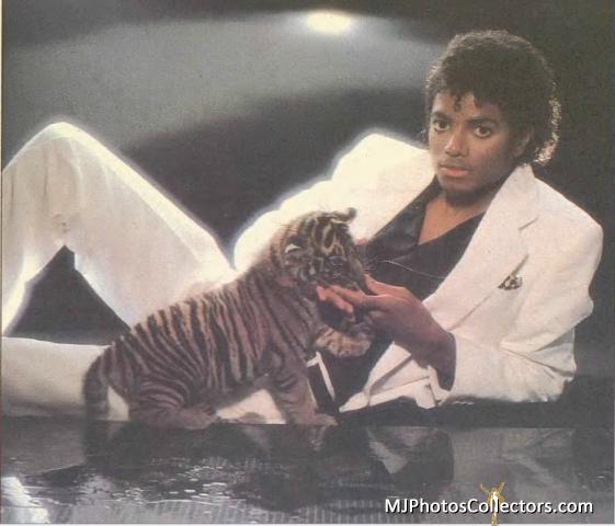 Ensaios Variados. Michael-and-a-cute-little-tiger-michael-jackson-27021645-561-480