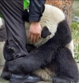 =Atualiz= "Vazou" Imagens Raras da Gravação do Clip de Michael Jackson no Brasil em Salvador Pandas-loves-MJ-michael-jackson-30117346-114-120