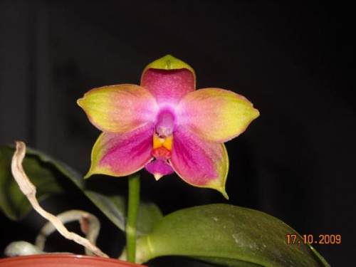 Phalaenopsis - Phalaenopsis Penang Girl Afbd3f8fbd921020med