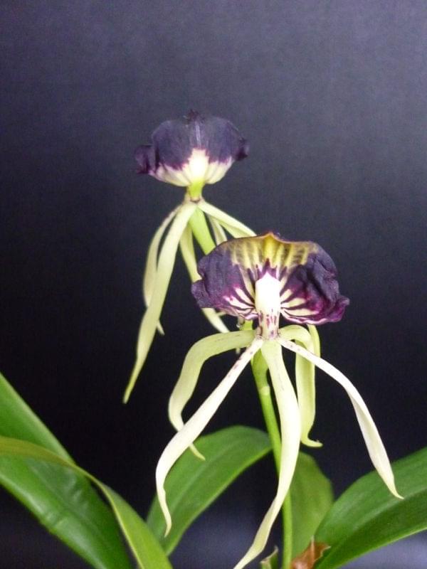 Encyclia cochleatum x Bc. Binosa "Wabash Valley" 0dfcbd590a08247e