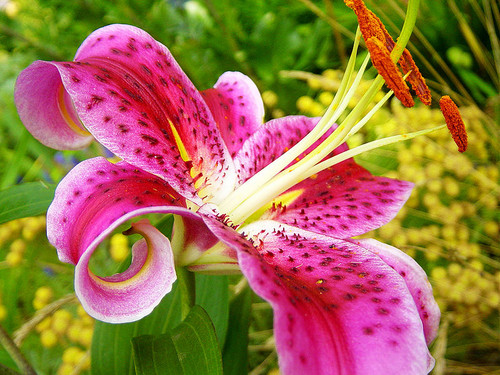 صور  ورود جميلة Asiatic-Lily-Washington-Flower-Wallpaper-jpgbeautiful-flower-jpgbright-garden-jpgMost-Beautiful-Colo-flowers-32600563-500-375