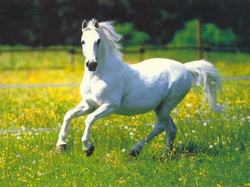 [Keiran Ravaqirelle - ID] White-Horse-horses-35203614-500-374