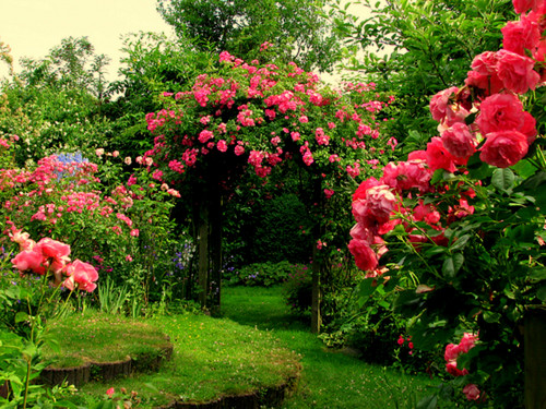 Zakir Hussain Rose Garden Pink-rose-garden-top-hd-wide-wallpapers-free-for-desktop-komeil1002-39946931-500-375