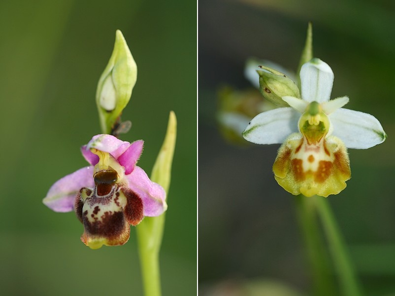 Ophrys gresivaudanica ( Ophrys du Grésivaudan ) Ophgre1