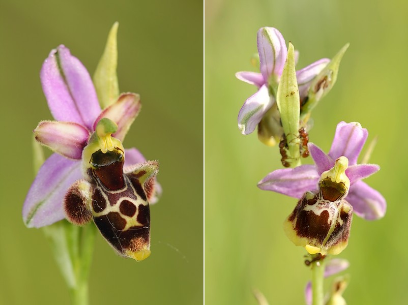 Ophrys gresivaudanica ( Ophrys du Grésivaudan ) Ophgre2