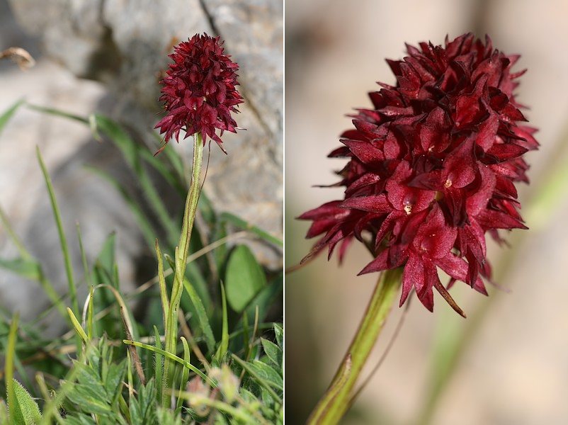 Gymnadenia ( Nigritella ) rhellicani ( N. de Rellikon ) Gymrhe