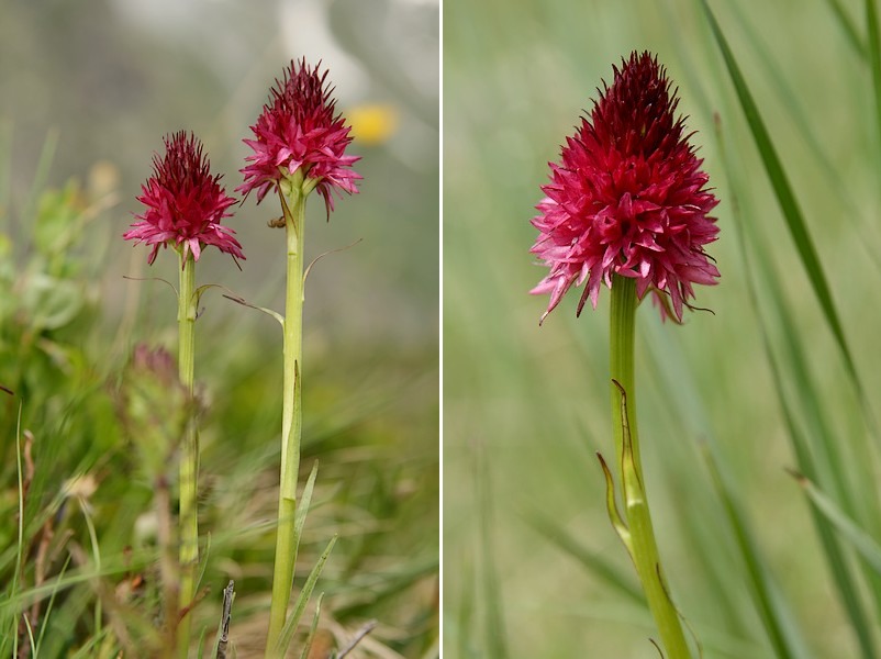 Gymnadenia ( Nigritella ) corneliana ( N.de Cornelia ) Gymcor