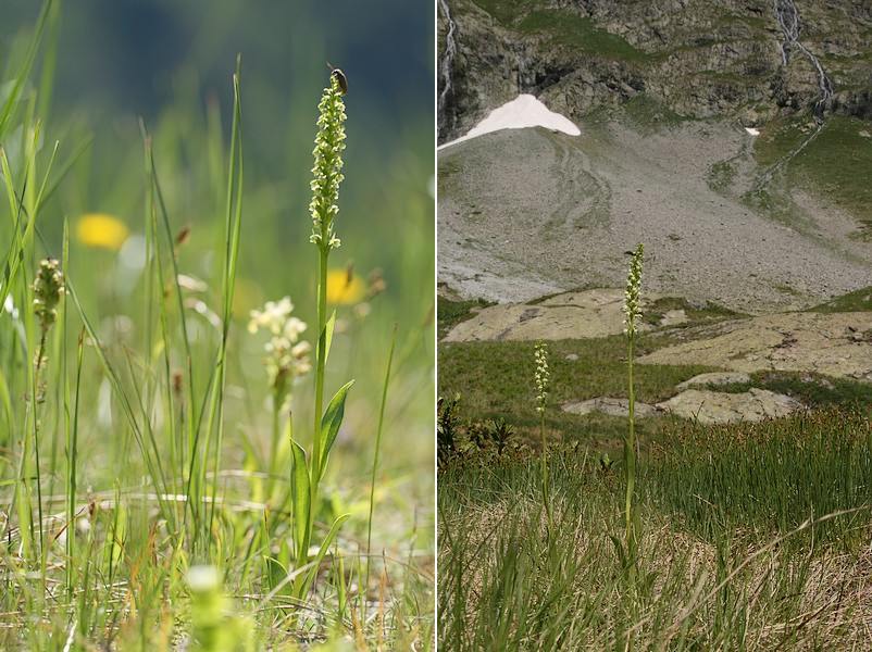 Pseudorchis albida ( Orchis blanc ) Psealb