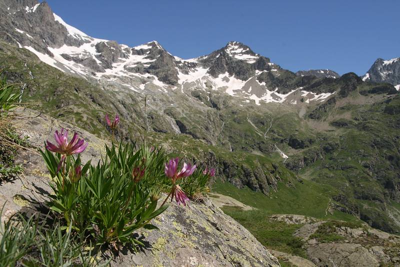 Gymnadenia ( Nigritella ) corneliana ( N.de Cornelia ) Trealp_1969