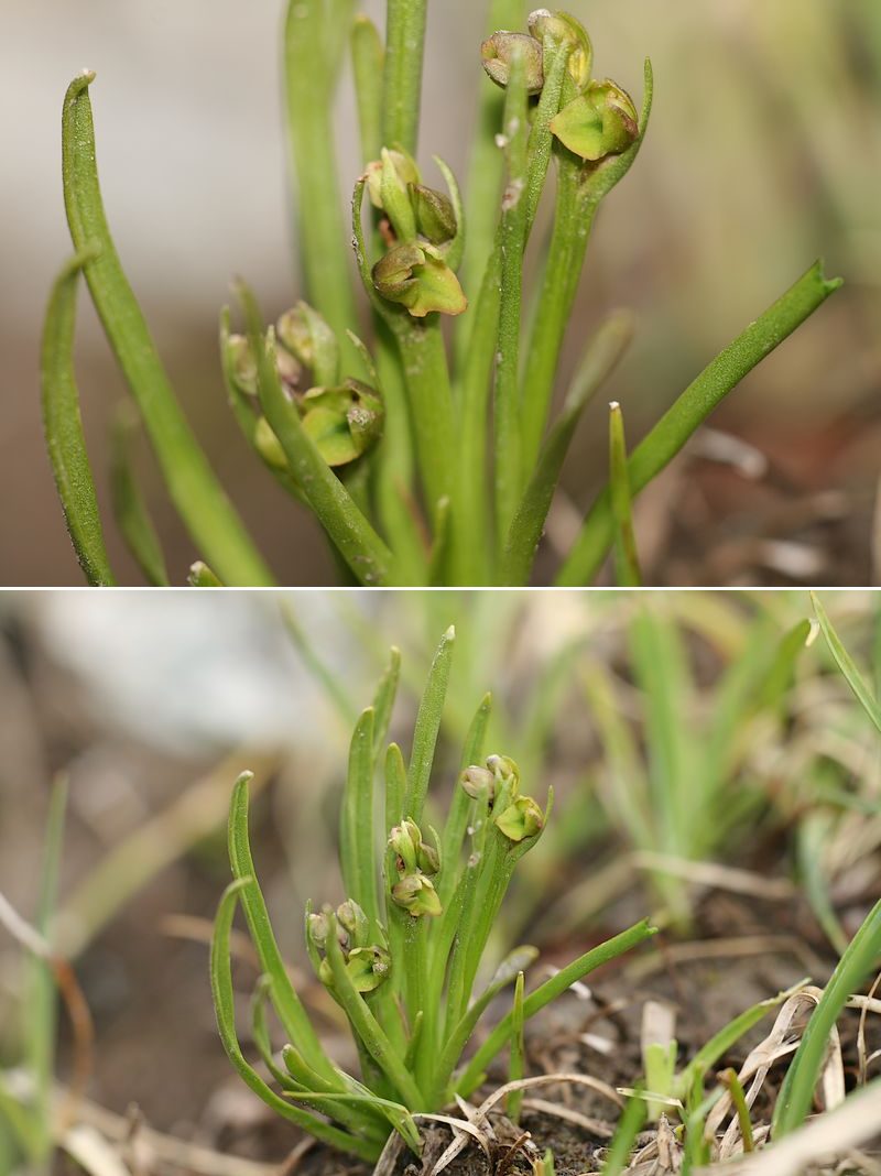 Chamorchis alpina  ( Orchis nain ) Chaalp2