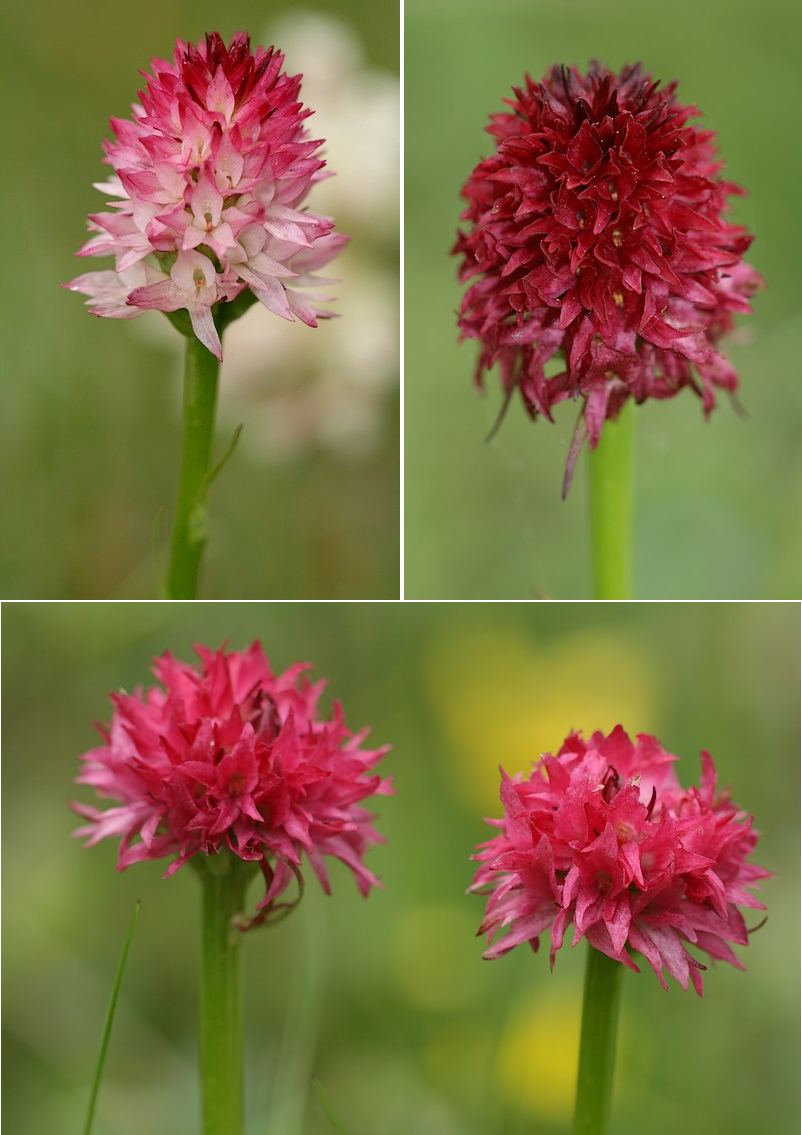 Gymnadenia ( Nigritella ) corneliana ( N.de Cornelia ) Gymcor