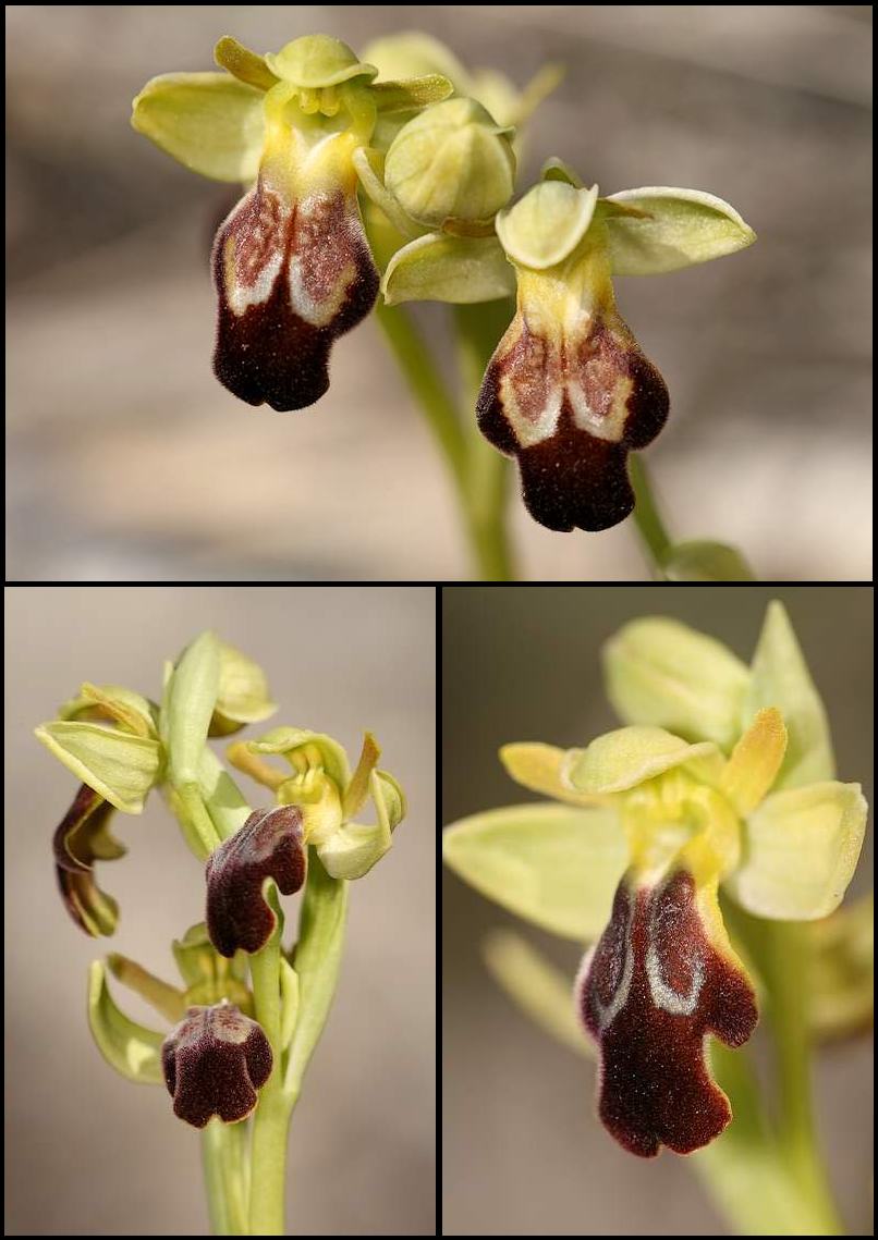 Ophrys (Pseudophrys) forestieri ( ex-lupercalis ) Lan_lup