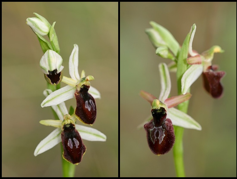 Ophrys exaltata arachnitiformis ( O. en forme d'araignée ) Ophara2