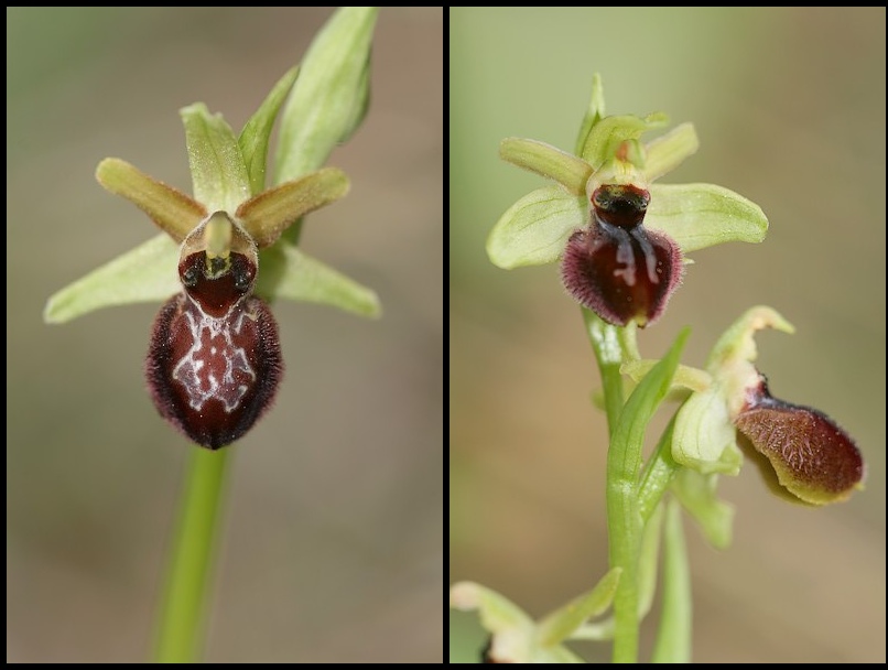 Ophrys exaltata arachnitiformis ( O. en forme d'araignée ) Ophara3