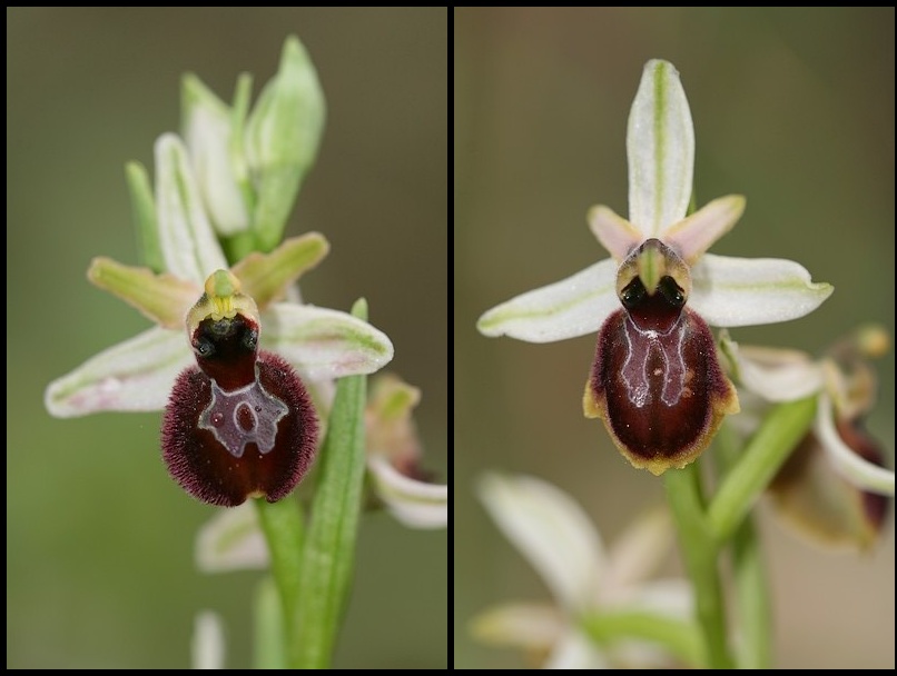 Ophrys exaltata arachnitiformis ( O. en forme d'araignée ) Ophara5