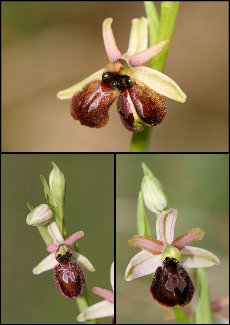 Ophrys exaltata arachnitiformis ( O. en forme d'araignée ) Ophara6