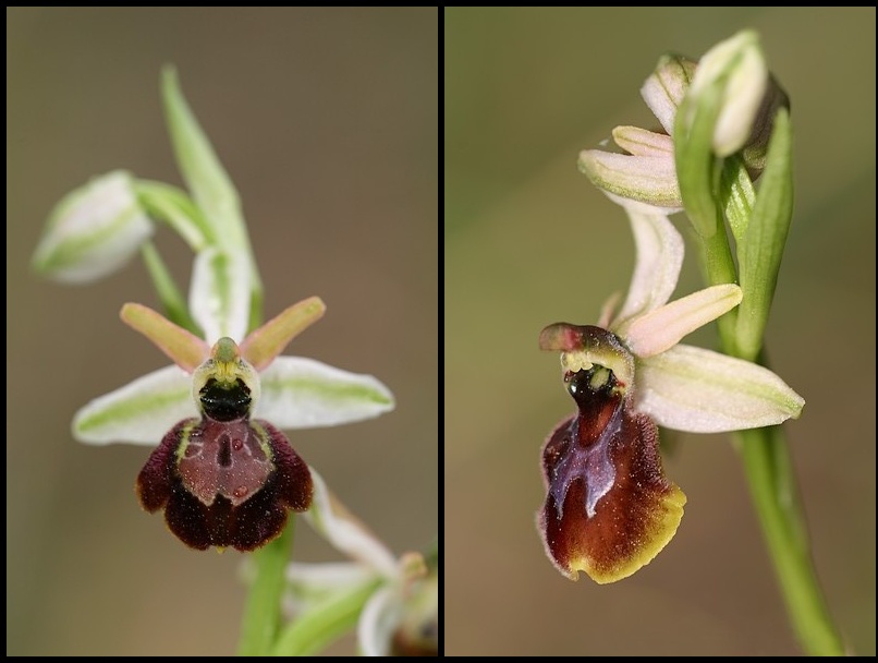 Ophrys exaltata arachnitiformis ( O. en forme d'araignée ) Ophara8