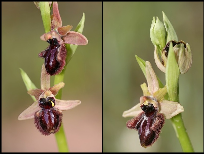 Ophrys incubacea ( Ophrys noir ) Incubacea1