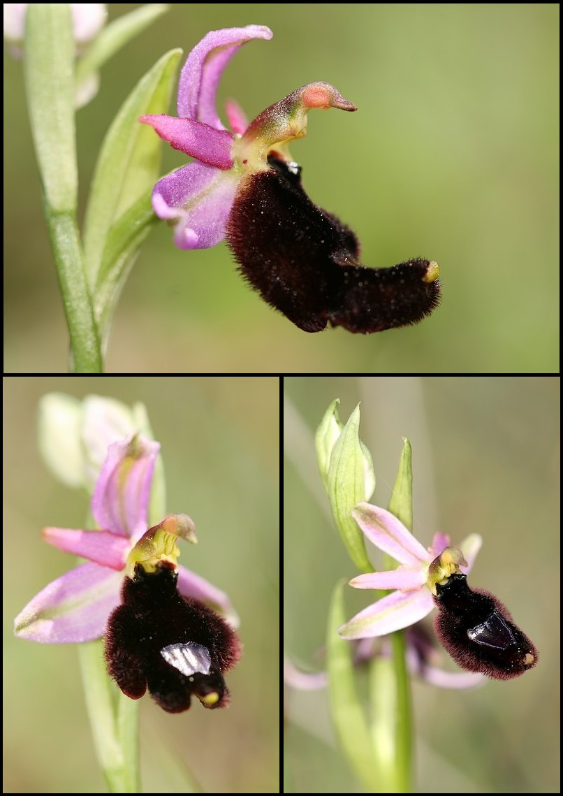 Ophrys bertolonii bertolonii ("aurelia") Aurelia