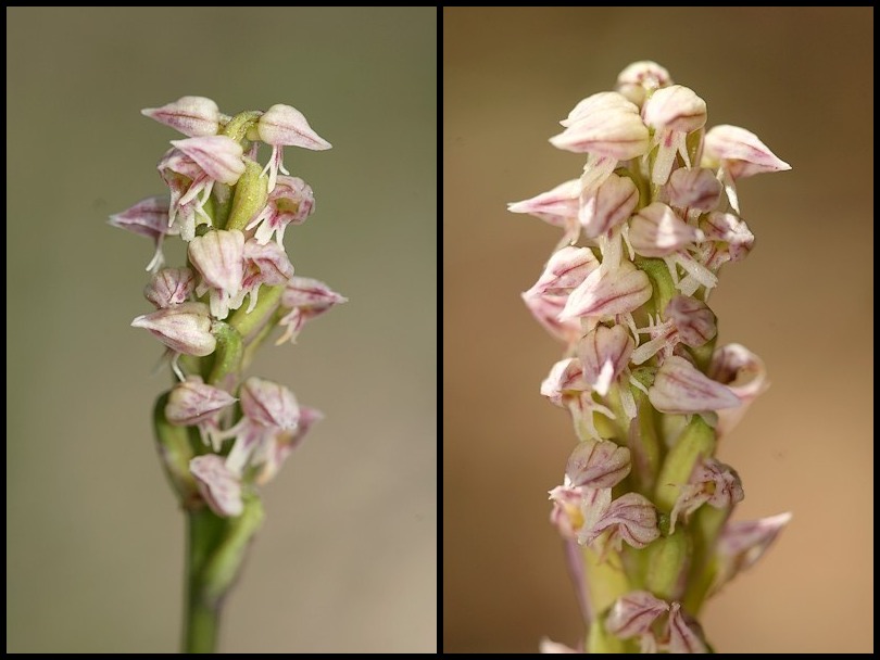 Neotinea maculata ( Orchis intact ) Maculata